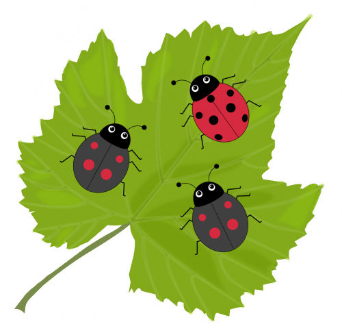 One red ladybird with 7 black spots and two black ladybirds with 4 red spots each, on a leaf.
