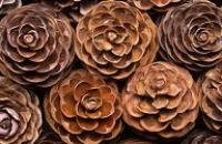 Pine cones viewed from above.
