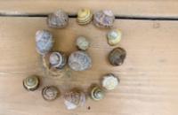 Shells arranged in a spiral.