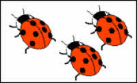 A card containing 3 ladybirds.