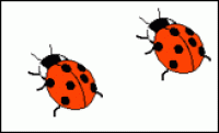 A card containing two ladybirds.