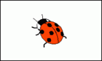 A card containing one ladybird.