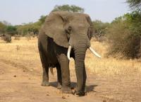 An African elephant.