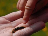 An adult's hand with a brown caterpillar crawling across it. A child's hand points to the caterpillar.