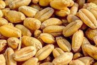 A pile of golden coffee beans.