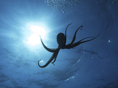 Happy Octopus