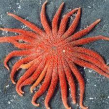Starfish Spotting