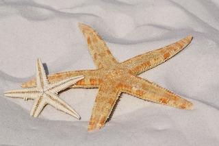 Starfish Spotting