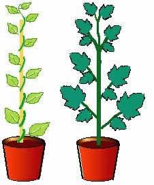 Two plants of the same size in pots. There is a light green bean plant growing around a pole, with a dark green tomato plant beside it.