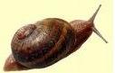 Snails' Trails