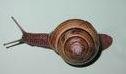 Snails' Trails
