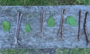 A pattern showing: a leaf, then two twigs, then another leaf, then another two twigs, and so on.
