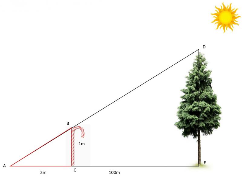 Timber!