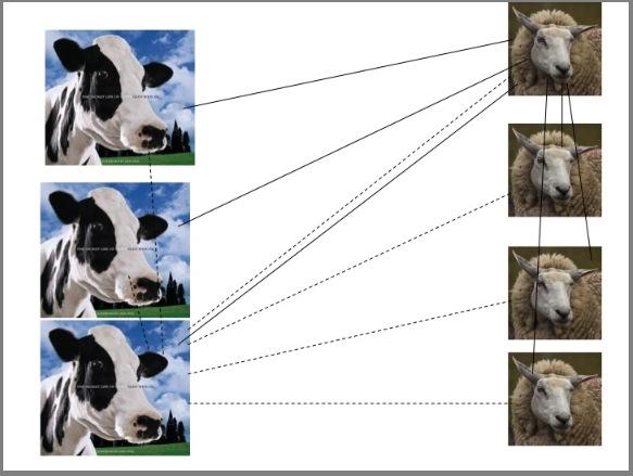 Cows and Sheep