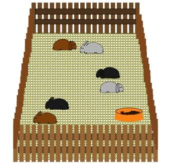Rabbits in the pen