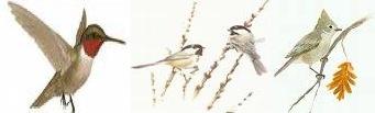 Birds in the Garden