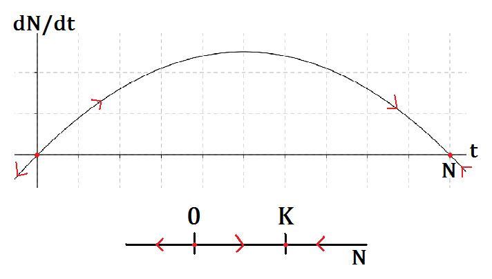 Population Dynamics - part 3