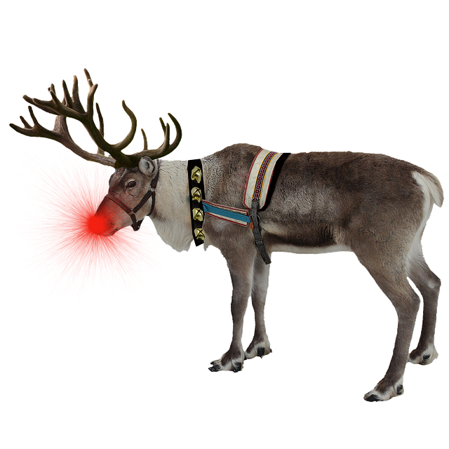 A reindeer with a nose which is glowing red.