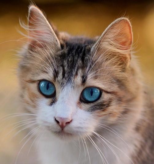 A cat with blue eyes.