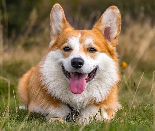 A corgi dog.