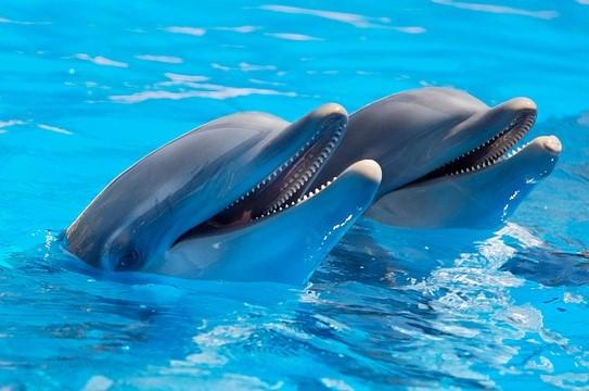 Two dolphins in blue water.