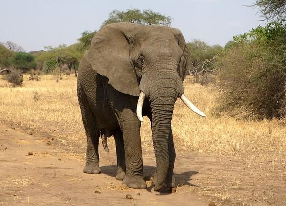 An African elephant.