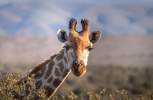 A giraffe.