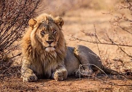 A male lion.