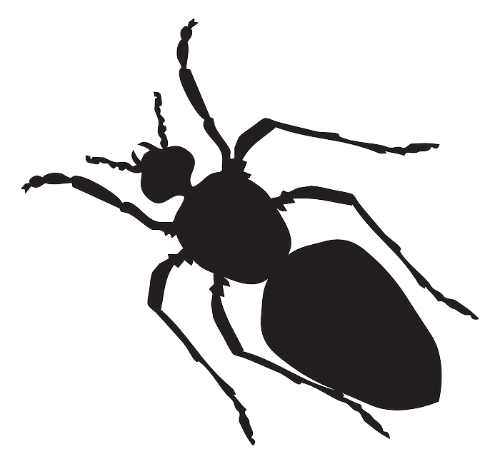 An ant.