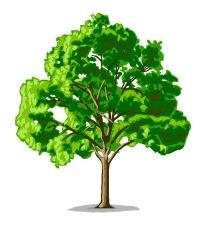 A tree with green leaves.