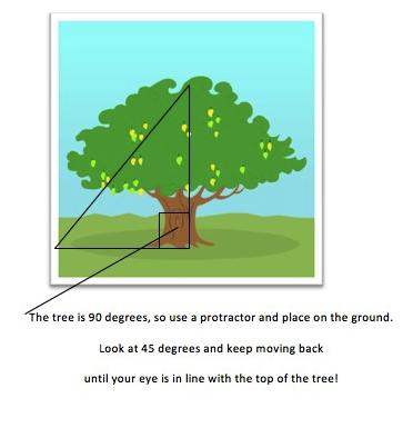 How Tall?