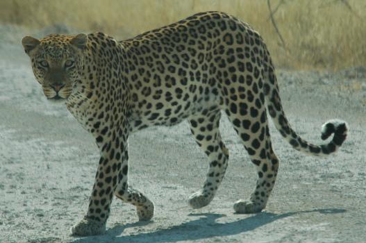 Curve Spotting