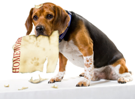 The dog ate my homework!