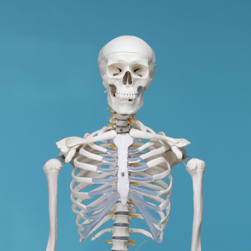 Plastic human skeleton on a blue background.