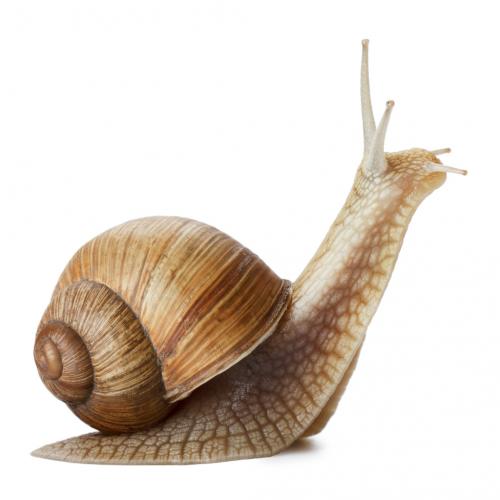 A snail looking up to the right.