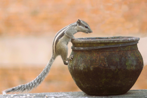 A squirrel peering into a pot.