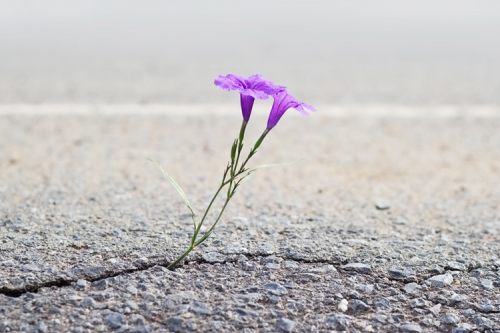Two purple flowers growing out of a crack in the pavement.
