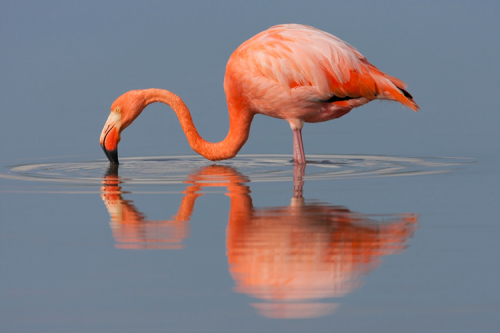 A flamingo drinking water from a lake. The flamingo's reflection is visible.