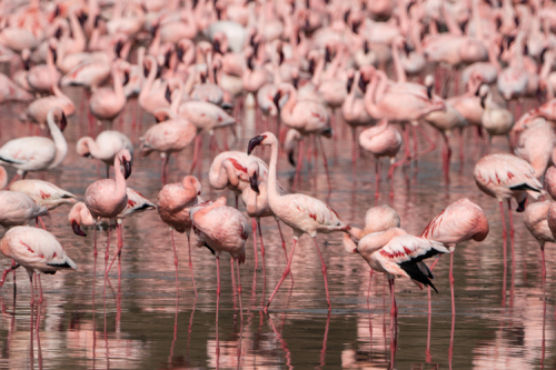 Pink flamingos.
