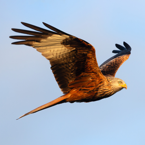 A red kite in flight.