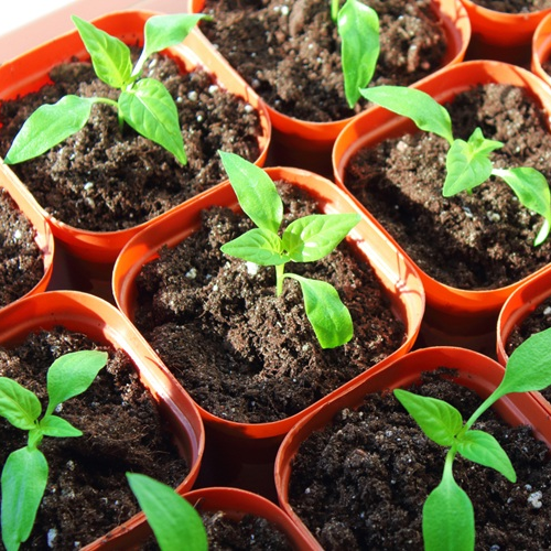 Small pepper seedlings in orange pots.