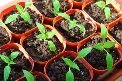 Small pepper seedlings in orange pots.