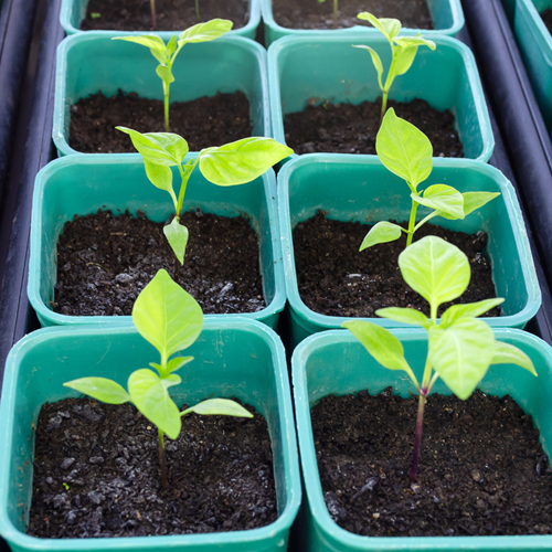 Small pepper seedlings in turquoise pots.