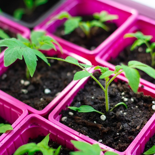 Small tomato seedlings in pink pots.