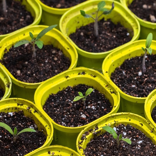 Small tomato seedlings in yellow pots.