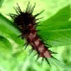 Magic Caterpillars