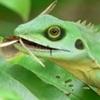 Chameleons