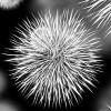 Disease Dynamics - \understanding \the \spread \of \diseases