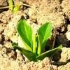 How fast does it grow?