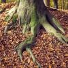 Vanishing Roots